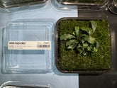 ADA 新當辣椒榕 Bucephalandra sp. Sintang Taxiphillum BS106